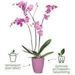 brussels orchidee hoog 12,5cm transparant